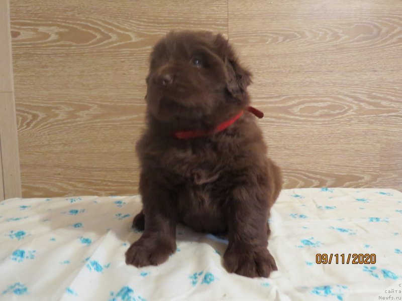 Фото: Хит Шелико Интарсия Бруна Валоро