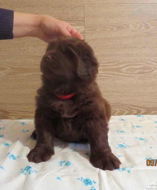 Фото: Хит Шелико Интарсия Бруна Валоро