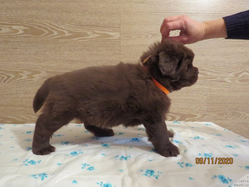 Фото: Хит Шелико Ингеборга Импрессия