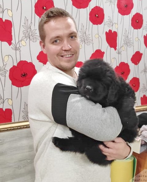 Фото: ньюфаундленд Юкон из Племени Кедра