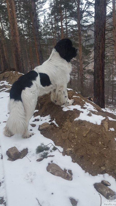 Фото: ньюфаундленд Владыка Гор Имбирный Пряник