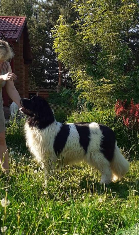 Фото: ньюфаундленд Владыка Гор Ист-Феррис Кристал Хэд Аврора (Vladyka Gor Ist-Ferris Kristal Khed Avrora)