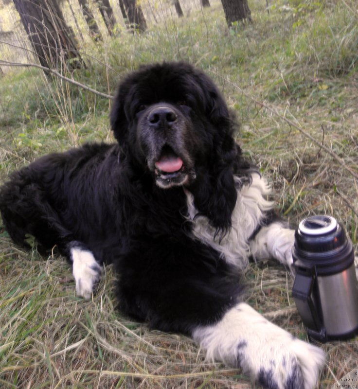 Фотография № 247879