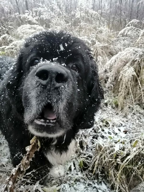 Фото: ньюфаундленд Старбимовлав Гардемарин