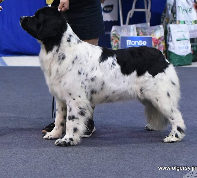 Фото: ньюфаундленд Еужиярви от Карельских Медведей (Euzhiyarvi ot Karelskikh Medvedey)