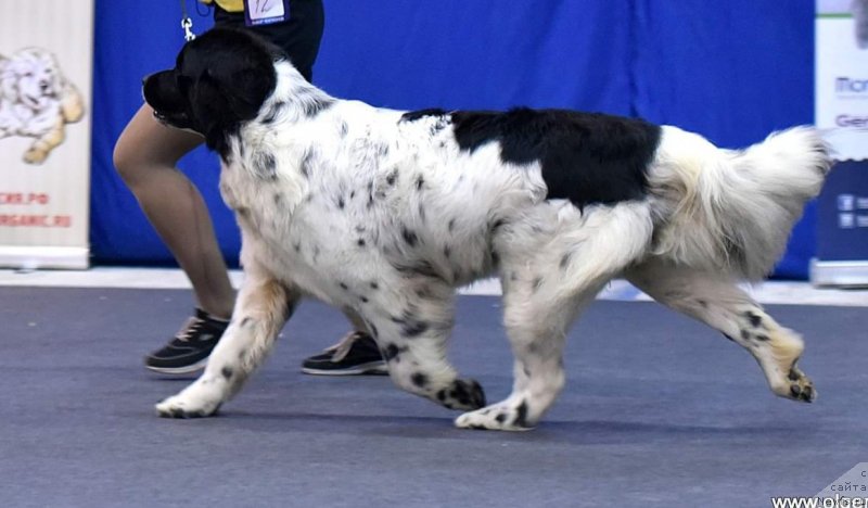 Фото: ньюфаундленд Еужиярви от Карельских Медведей (Euzhiyarvi ot Karelskikh Medvedey)