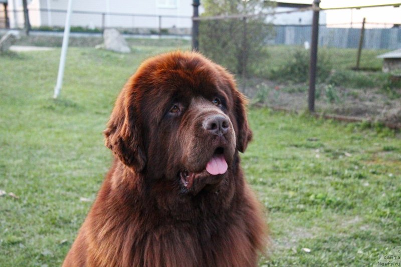 Фото: ньюфаундленд Обуш Шед Ирелэнд (Obush Shed Ireland)