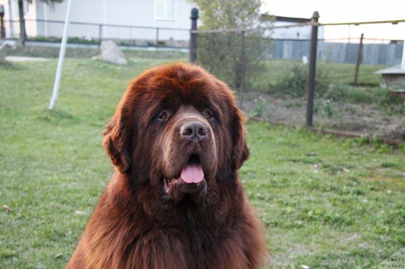Фото: ньюфаундленд Обуш Шед Ирелэнд (Obush Shed Ireland)