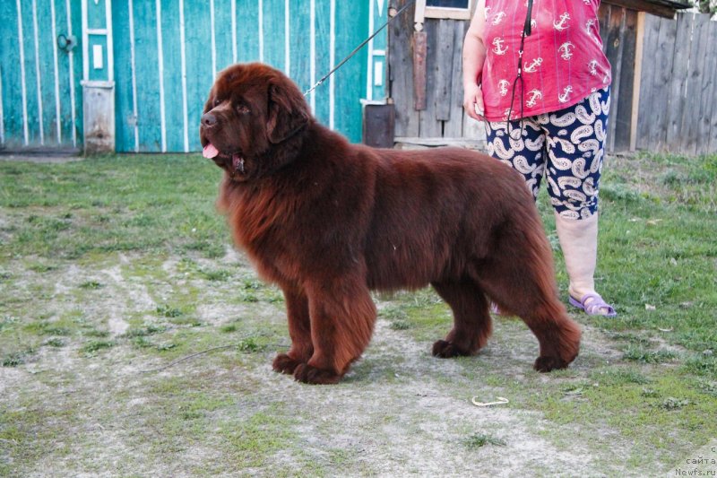 Фото: ньюфаундленд Обуш Шед Ирелэнд (Obush Shed Ireland)