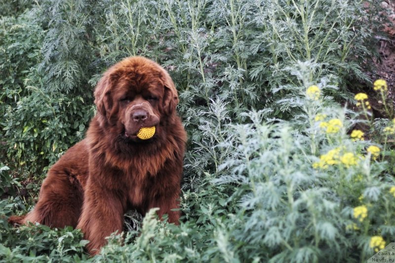Фото: ньюфаундленд Обуш Шед Ирелэнд (Obush Shed Ireland)