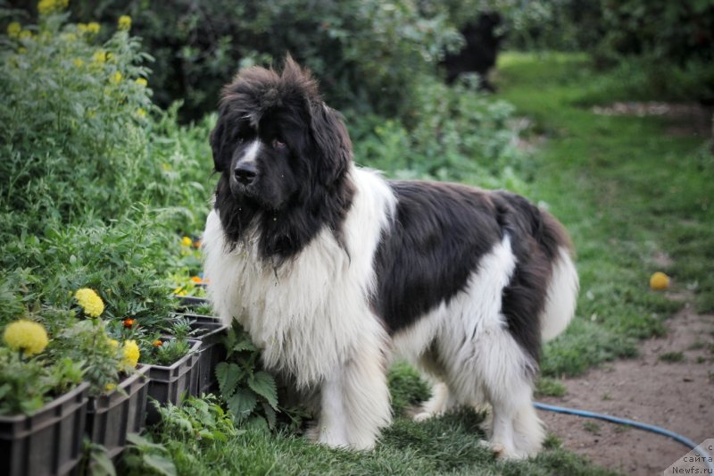 Фото: ньюфаундленд The Waves Sons Newfoundlands Secret To Keep