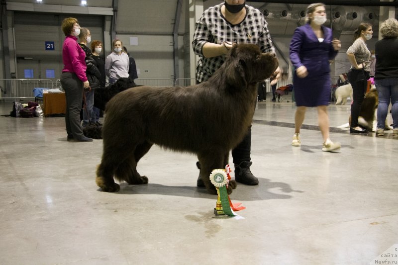 Фото: ньюфаундленд Обуш Шед Мёд Слаще Янтаря (Obush Shed Myod Slashche Yantarya)