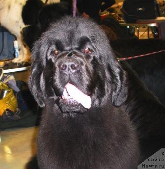 Фото: ньюфаундленд Ненаглядная Моя от Сибирского Медведя