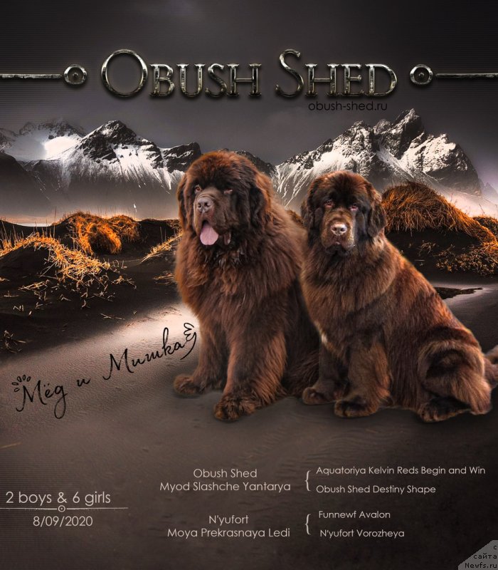 Фото: ньюфаундленд Обуш Шед Мёд Слаще Янтаря (Obush Shed Myod Slashche Yantarya), ньюфаундленд Ньюфорт Моя Прекрасная Леди