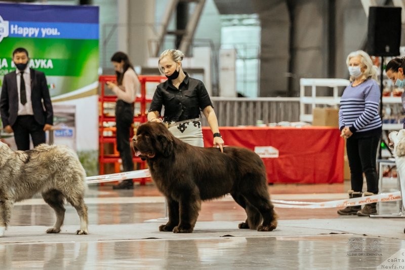 Фото: ньюфаундленд Обуш Шед Мёд Слаще Янтаря (Obush Shed Myod Slashche Yantarya)