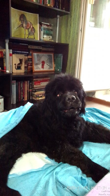 Фото: ньюфаундленд Бекингем