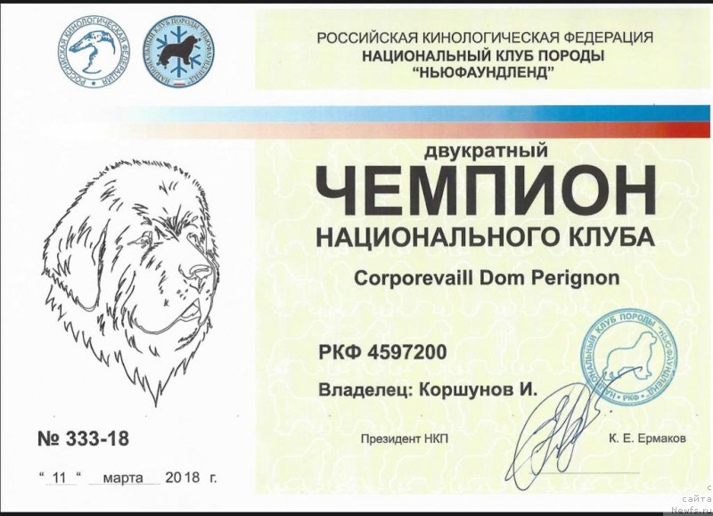 Фото: ньюфаундленд Corporevaill Dom Perignon