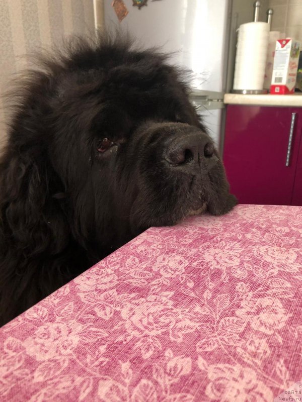 Фото: ньюфаундленд Дак Прайд Ван Гог (Dark Pride Van Gogh)