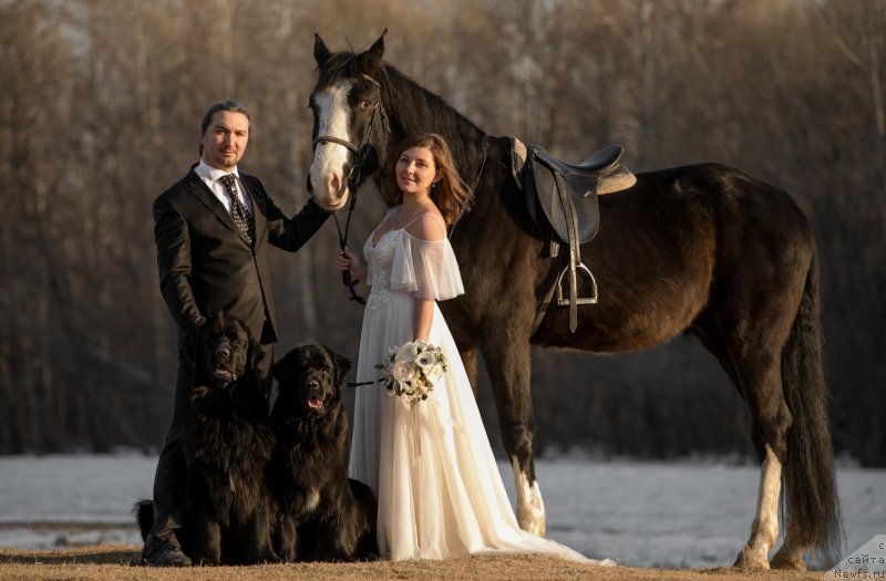 Фото: Юлия Василенко, Сергей Сорокин, ньюфаундленд Ньюфорт Золото Сатори (Njufort Zoloto Satori), ньюфаундленд Гесси от Сибирского Медведя (Gessi ot Sibirskogo Medvedja)