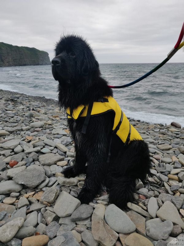 Фото: ньюфаундленд Ньюфорт Золото Сатори (Njufort Zoloto Satori)