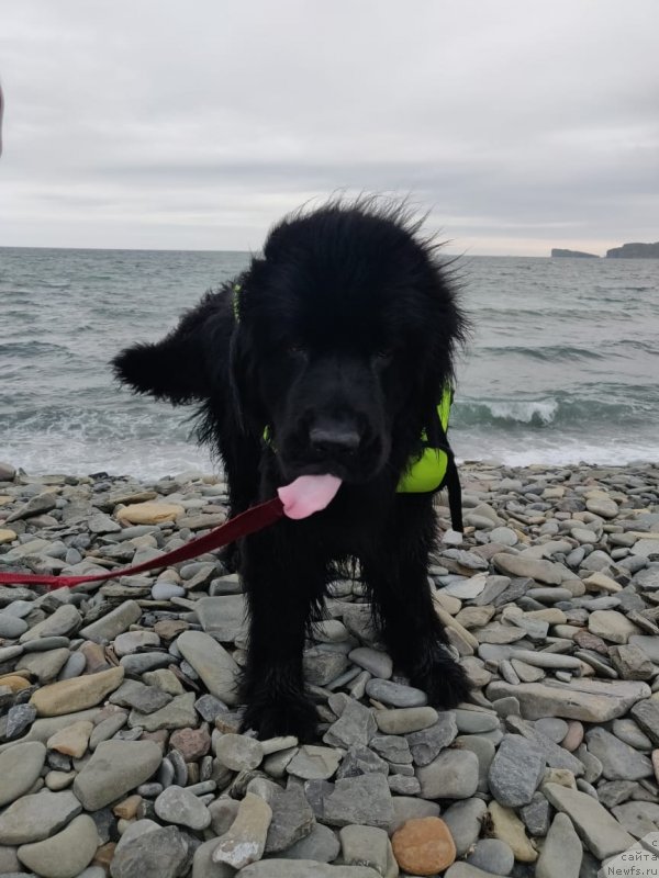 Фото: ньюфаундленд Гесси от Сибирского Медведя (Gessi ot Sibirskogo Medvedja)