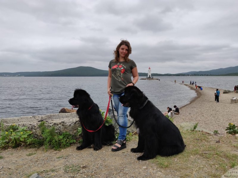 Фото: Юлия Василенко, ньюфаундленд Гесси от Сибирского Медведя (Gessi ot Sibirskogo Medvedja), ньюфаундленд Ньюфорт Золото Сатори (Njufort Zoloto Satori)