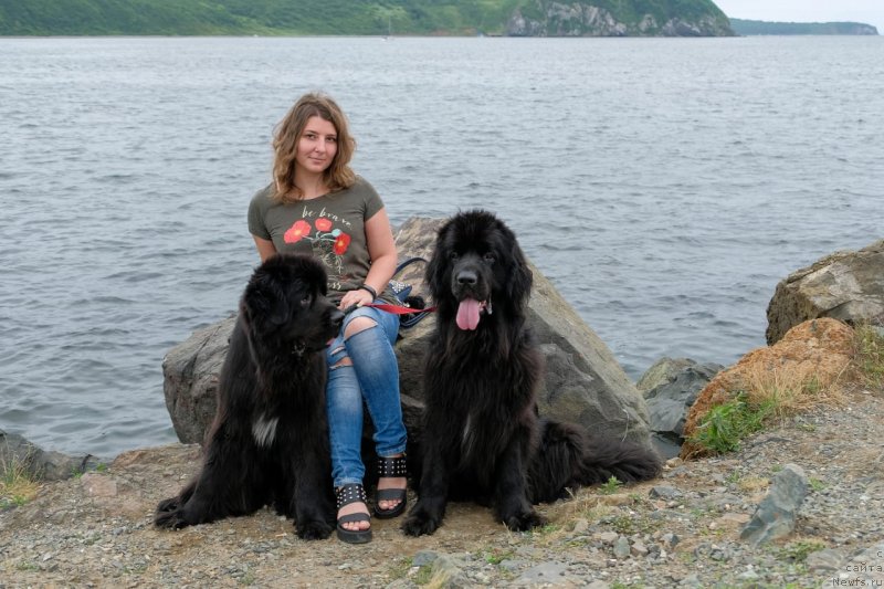 Фото: Юлия Василенко, ньюфаундленд Ньюфорт Золото Сатори (Njufort Zoloto Satori), ньюфаундленд Гесси от Сибирского Медведя (Gessi ot Sibirskogo Medvedja)