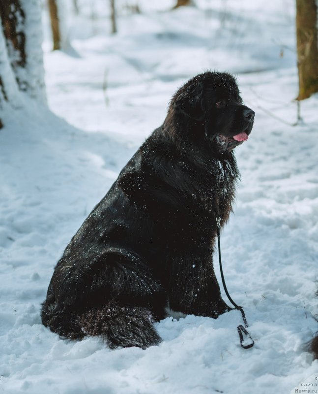 Фото: ньюфаундленд Ньюфорт Золото Сатори (Njufort Zoloto Satori)