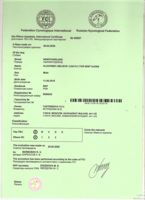 Фото: ньюфаундленд Kloofbears I Believe I Can Flay for Sent Djons