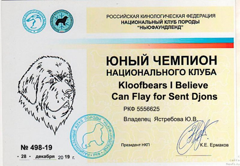 Фото: ньюфаундленд Kloofbears I Believe I Can Flay for Sent Djons