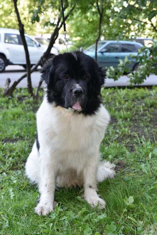 Фото: ньюфаундленд Сент Джонс Елизабет зе Грейт (Sent Djons Elizabeth the Great)