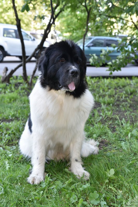 Фото: ньюфаундленд Сент Джонс Елизабет зе Грейт (Sent Djons Elizabeth the Great)