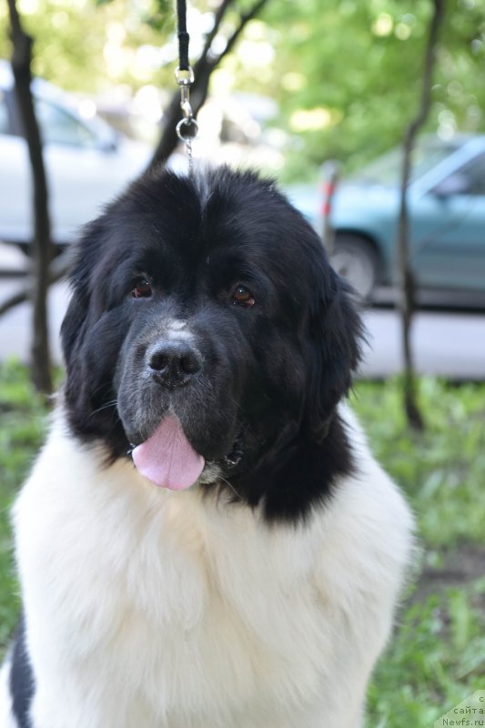 Фото: ньюфаундленд Сент Джонс Елизабет зе Грейт (Sent Djons Elizabeth the Great)