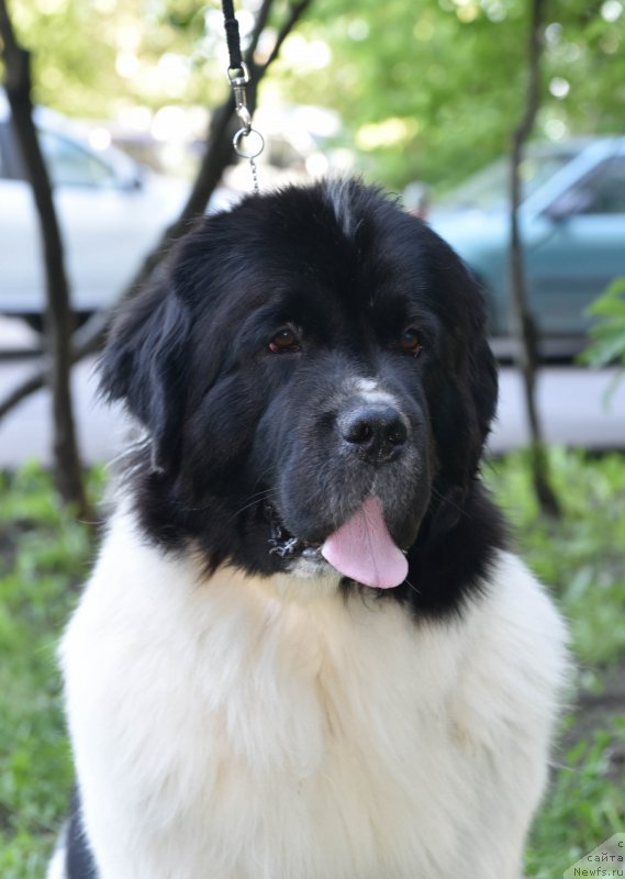 Фото: ньюфаундленд Сент Джонс Елизабет зе Грейт (Sent Djons Elizabeth the Great)