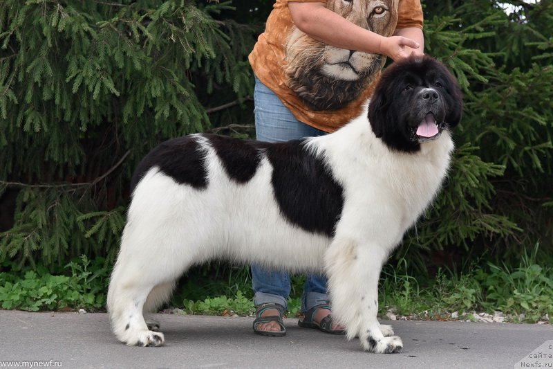 Фото: ньюфаундленд Сент Джонс Елизабет зе Грейт (Sent Djons Elizabeth the Great)