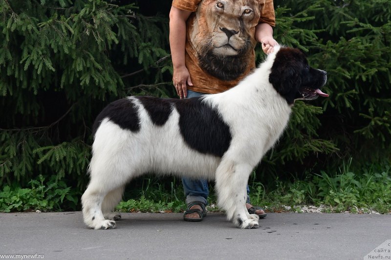 Фото: ньюфаундленд Сент Джонс Елизабет зе Грейт (Sent Djons Elizabeth the Great)