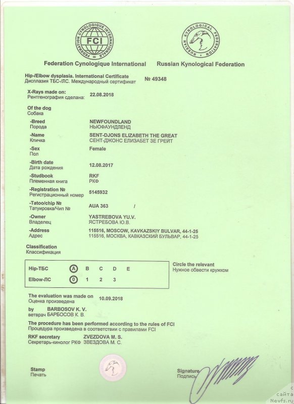 Фото: ньюфаундленд Сент Джонс Елизабет зе Грейт (Sent Djons Elizabeth the Great)