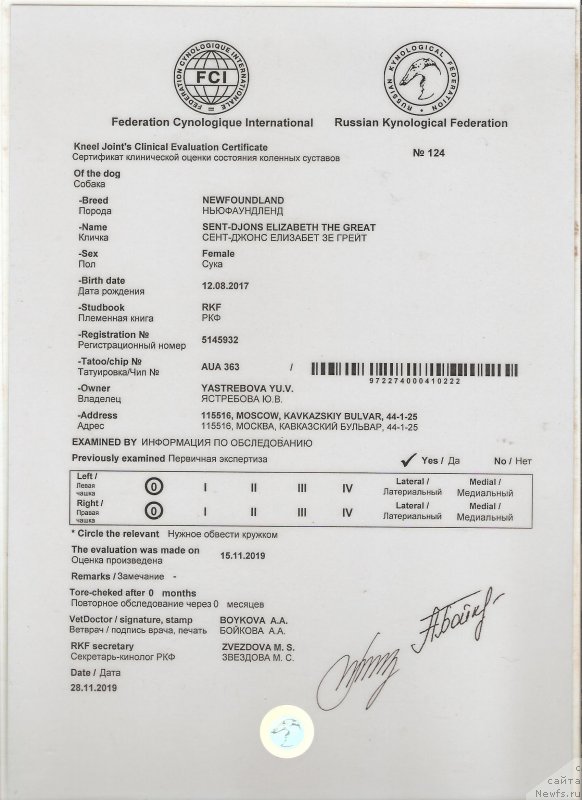 Фото: ньюфаундленд Сент Джонс Елизабет зе Грейт (Sent Djons Elizabeth the Great)