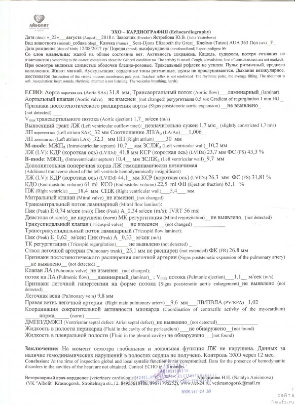 Фото: ньюфаундленд Сент Джонс Елизабет зе Грейт (Sent Djons Elizabeth the Great)