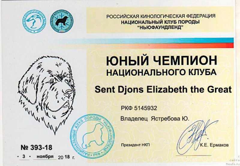 Фото: ньюфаундленд Сент Джонс Елизабет зе Грейт (Sent Djons Elizabeth the Great)