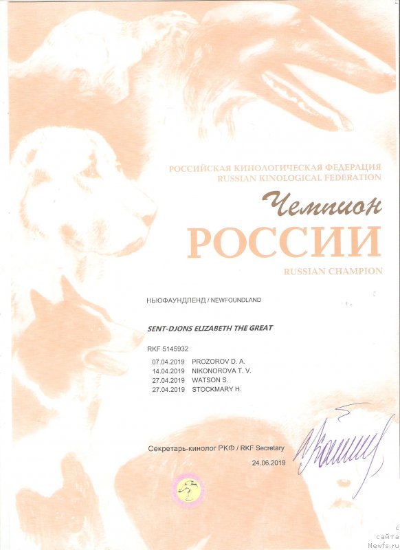 Фото: ньюфаундленд Сент Джонс Елизабет зе Грейт (Sent Djons Elizabeth the Great)