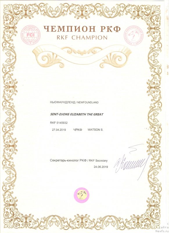 Фото: ньюфаундленд Сент Джонс Елизабет зе Грейт (Sent Djons Elizabeth the Great)