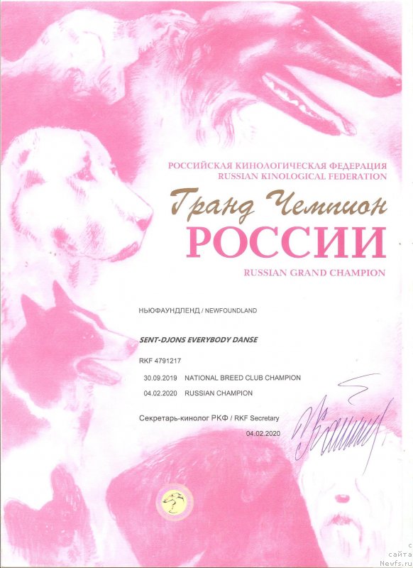 Фото: ньюфаундленд Сент Джонс Елизабет зе Грейт (Sent Djons Elizabeth the Great)