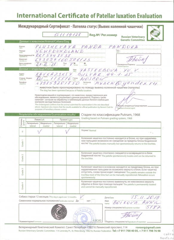 Фото: ньюфаундленд Плюшевая Панда Пандора (Plushevaya Panda Pandora)