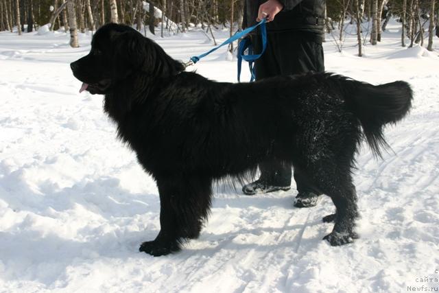 Фото: ньюфаундленд Кайден Плейфул (Kaiden Playful)