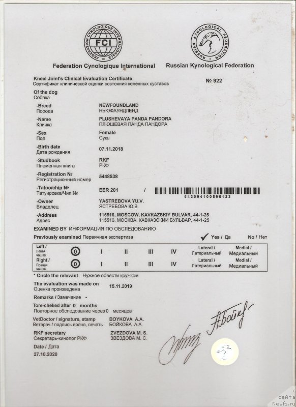 Фото: ньюфаундленд Плюшевая Панда Пандора (Plushevaya Panda Pandora)