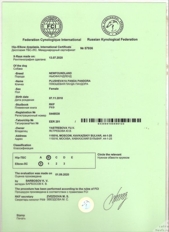 Фото: ньюфаундленд Плюшевая Панда Пандора (Plushevaya Panda Pandora)