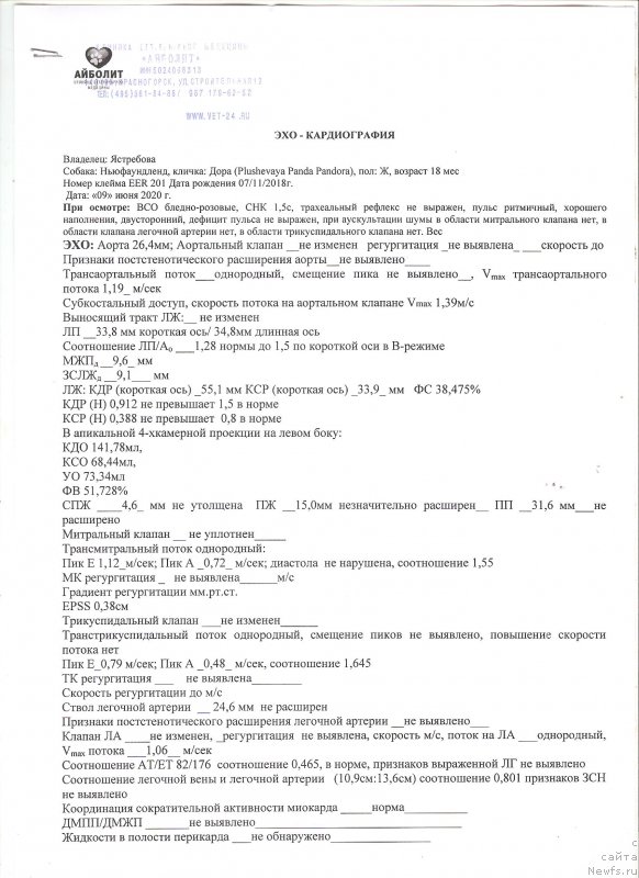 Фото: ньюфаундленд Плюшевая Панда Пандора (Plushevaya Panda Pandora)