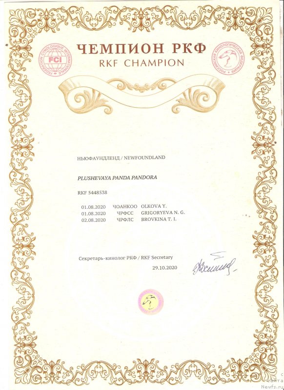 Фото: ньюфаундленд Плюшевая Панда Пандора (Plushevaya Panda Pandora)