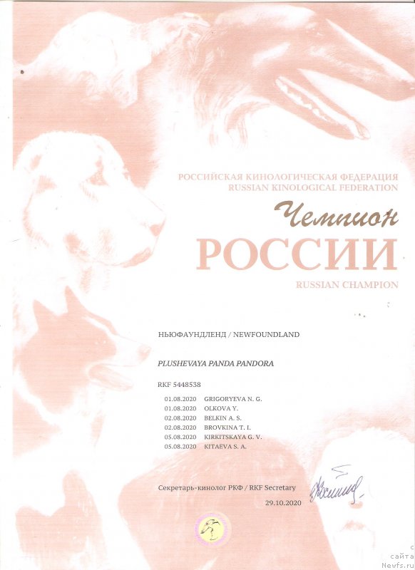 Фото: ньюфаундленд Плюшевая Панда Пандора (Plushevaya Panda Pandora)